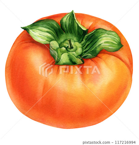 Persimmon, kaki fruit isolated, botanical watercolor illustration, poster. Raw realistic orange fruit. Hand-drawn food 117216994