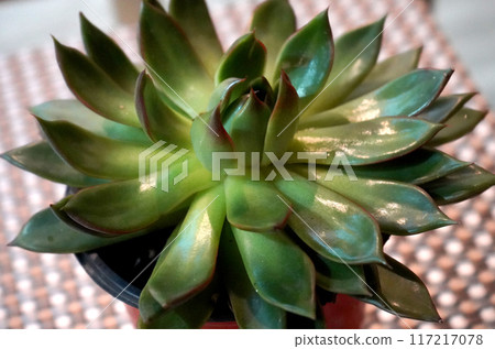 Echeveria Interior Plant at Table top 117217078