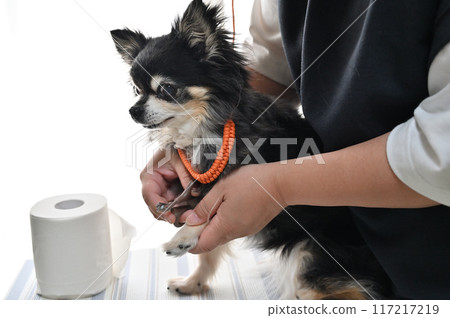 Dog nail clipping, trimming, grooming, Chihuahua Dog nail clipping, trimming, grooming, Chihuahua 117217219