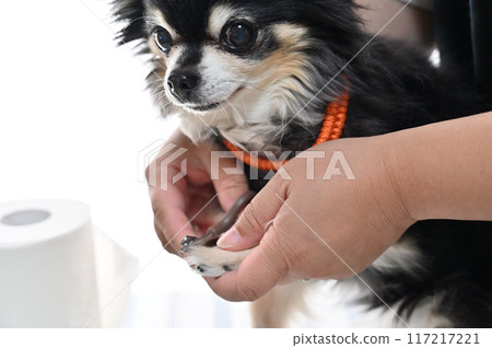 Dog nail clipping, trimming, grooming, Chihuahua Dog nail clipping, trimming, grooming, Chihuahua 117217221