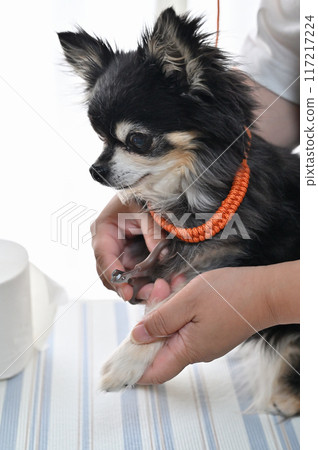 Dog nail clipping, trimming, grooming, Chihuahua Dog nail clipping, trimming, grooming, Chihuahua 117217224