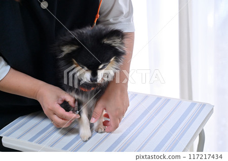 Dog nail clipping, trimming, grooming, Chihuahua Dog nail clipping, trimming, grooming, Chihuahua 117217434
