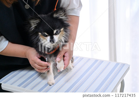 Dog nail clipping, trimming, grooming, Chihuahua Dog nail clipping, trimming, grooming, Chihuahua 117217435