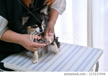 Dog nail clipping, trimming, grooming, Chihuahua Dog nail clipping, trimming, grooming, Chihuahua 117217436