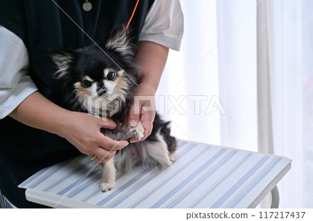 Dog nail clipping, trimming, grooming, Chihuahua Dog nail clipping, trimming, grooming, Chihuahua 117217437
