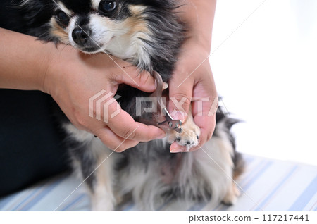 Dog nail clipping, trimming, grooming, Chihuahua Dog nail clipping, trimming, grooming, Chihuahua 117217441