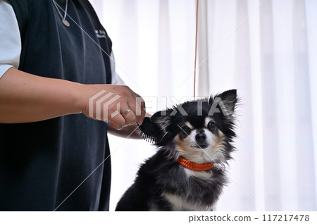 Dog brushing, trimming, grooming, Chihuahua Dog brushing, trimming, grooming, Chihuahua 117217478