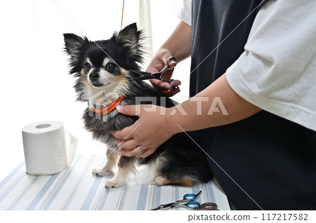 吉娃娃狗修剪美容 117217582