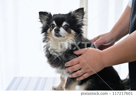 Dog trimming, grooming, Chihuahua Dog trimming, grooming, Chihuahua 117217601