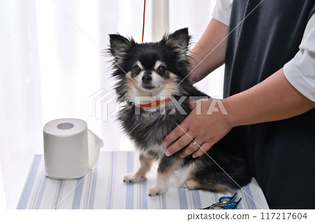 Dogs, animals, Chihuahuas, long-coated Chihuahuas, grooming, trimming, pet trimming, care, grooming, Dogs, animals, Chihuahuas, long-coated Chihuahuas, grooming, trimming, pet trimming, care, grooming, 117217604