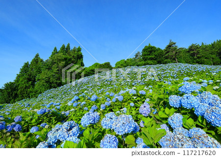Matsuzaki Tonogasawa, Kesennuma City, Miyagi Prefecture - Blue hydrangeas in full bloom and blue skies fill the slopes of Akasaka Public Garden, a famous hydrangea spot Matsuzaki Tonogasawa, Kesennuma City, Miyagi Prefecture - Blue hydrangeas in full bloom and blue skies fill the slopes of Akasaka Public Garden, a famous hydrangea spot 117217620