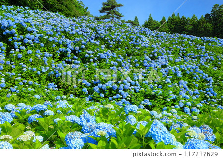 Matsuzaki Tonogasawa, Kesennuma City, Miyagi Prefecture - Blue hydrangeas in full bloom and blue skies fill the slopes of Akasaka Public Garden, a famous hydrangea spot 117217629