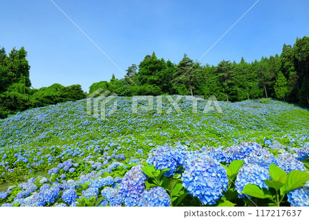 宮城縣氣仙沼市松崎外澤：紫陽花名勝赤坂公園的山坡上，藍色紫陽花盛開，藍天白雲。 117217637
