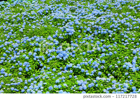 宮城縣氣仙沼市松崎外澤的紫陽花名勝赤坂公園的山坡上盛開的藍色紫陽花 宮城縣氣仙沼市松崎外澤的紫陽花名勝赤坂公園的山坡上盛開的藍色紫陽花 117217728