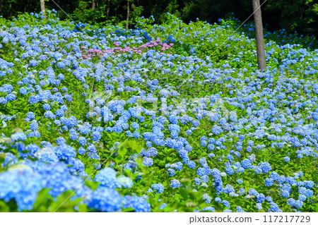 宮城縣氣仙沼市松崎外澤的紫陽花名勝赤坂公園的山坡上盛開的藍色紫陽花 宮城縣氣仙沼市松崎外澤的紫陽花名勝赤坂公園的山坡上盛開的藍色紫陽花 117217729