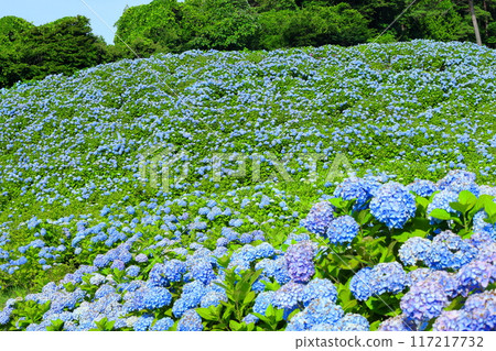 Blue hydrangeas in full bloom fill the slopes of Akasaka Public Garden, a famous hydrangea spot in Matsuzaki Togasawa, Kesennuma City, Miyagi Prefecture Blue hydrangeas in full bloom fill the slopes of Akasaka Public Garden, a famous hydrangea spot in Matsuzaki Togasawa, Kesennuma City, Miyagi Prefecture 117217732