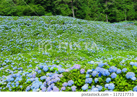 Blue hydrangeas in full bloom fill the slopes of Akasaka Public Garden, a famous hydrangea spot in Matsuzaki Togasawa, Kesennuma City, Miyagi Prefecture Blue hydrangeas in full bloom fill the slopes of Akasaka Public Garden, a famous hydrangea spot in Matsuzaki Togasawa, Kesennuma City, Miyagi Prefecture 117217733