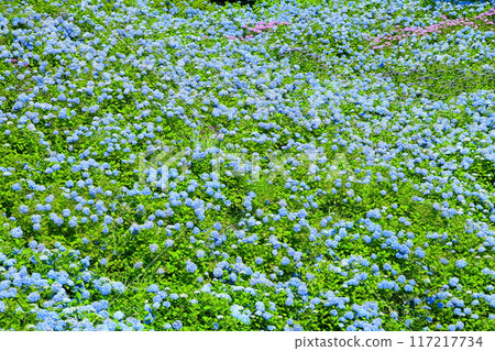 Blue hydrangeas in full bloom fill the slopes of Akasaka Public Garden, a famous hydrangea spot in Matsuzaki Togasawa, Kesennuma City, Miyagi Prefecture Blue hydrangeas in full bloom fill the slopes of Akasaka Public Garden, a famous hydrangea spot in Matsuzaki Togasawa, Kesennuma City, Miyagi Prefecture 117217734