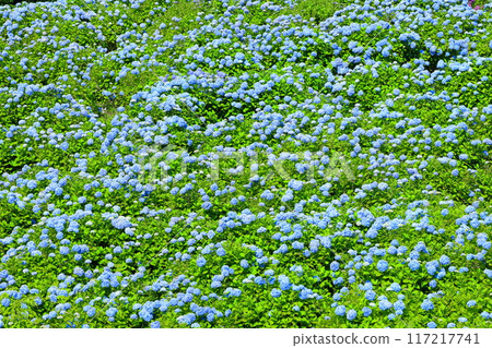 Blue hydrangeas in full bloom fill the slopes of Akasaka Public Garden, a famous hydrangea spot in Matsuzaki Togasawa, Kesennuma City, Miyagi Prefecture 117217741