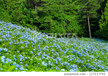 Blue hydrangeas in full bloom fill the slopes of Akasaka Public Garden, a famous hydrangea spot in Matsuzaki Togasawa, Kesennuma City, Miyagi Prefecture 117217743