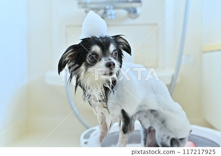Nanobubble, Microbubble, Shower, Shampoo Chihuahua Trimming Grooming 117217925