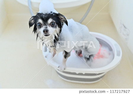 Nanobubble, Microbubble, Shower, Shampoo Chihuahua Trimming Grooming Nanobubble, Microbubble, Shower, Shampoo Chihuahua Trimming Grooming 117217927