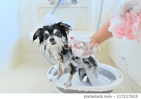Nanobubble, Microbubble, Shower, Shampoo Chihuahua Trimming Grooming Nanobubble, Microbubble, Shower, Shampoo Chihuahua Trimming Grooming 117217928