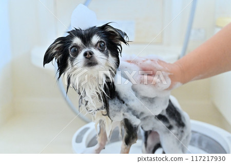 Nanobubble, Microbubble, Shower, Shampoo Chihuahua Trimming Grooming 117217930