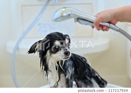 Nanobubble, Microbubble, Shower, Shampoo Chihuahua Trimming Grooming Nanobubble, Microbubble, Shower, Shampoo Chihuahua Trimming Grooming 117217934