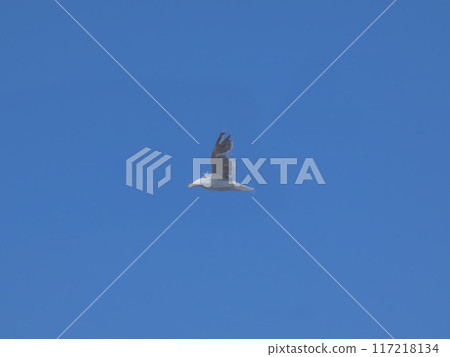 藍天和海鷗 藍天和海鷗 117218134