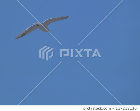 Blue sky and seagulls Blue sky and seagulls 117218136