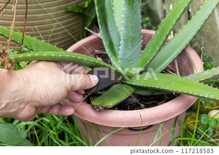 Hand holding a piece of compacted coffee ground to be applied as natural fertilizer onto plant 117218583
