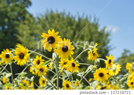 Makimi山公園向日葵 117218721