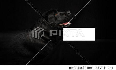 Black Labrador retriever in profile on dark background, looking alert with tongue out Black Labrador retriever in profile on dark background, looking alert with tongue out 117218773