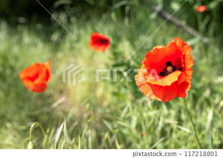 Meadow with red poppies in sharp focus, blurred background 117218801
