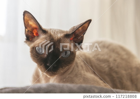 Cornish Rex Blue Point cat, deep blue eyes, velvety fur 117218808