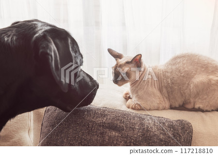 Cornish Rex cat and black Labrador intense gaze, soft window light 117218810