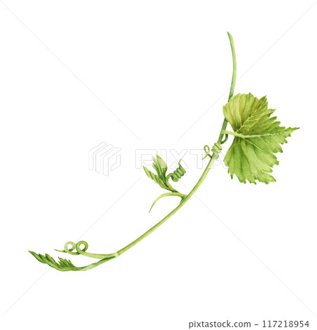Grape vine with leaves isolated on transparent background. Hand drawn watercolor illustration perfect for any designs or printables 117218954