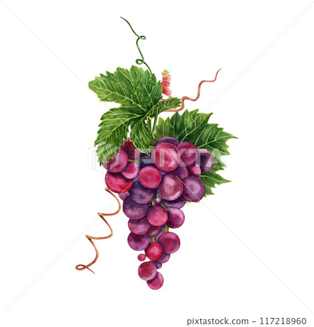 Bunch of red grapes with green vine leaves and tendrils. Hand drawn watercolor illustration isolated on transparent background Bunch of red grapes with green vine leaves and tendrils. Hand drawn watercolor illustration isolated on transparent background 117218960