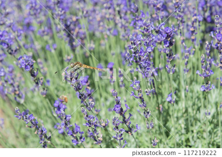 [Lavender field: Nananarisawa and dragonflies] 117219222