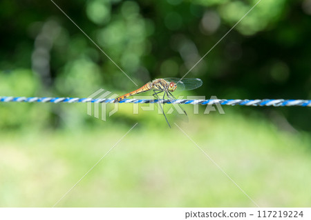 [Dragonfly: Autumn darter] 117219224