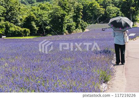 [薰衣草田，打陽傘的女人] 117219226