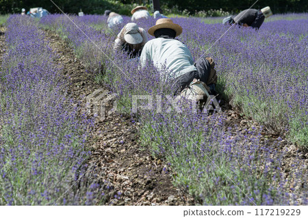 [在薰衣草七成澤田工作] 117219229