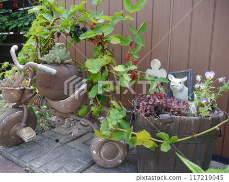 A garden decorated with raspberries and succulents A garden decorated with raspberries and succulents 117219945