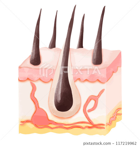 Watercolor Illustration of a Cross-Section of Healthy Hair Follicles Watercolor Illustration of a Cross-Section of Healthy Hair Follicles 117219962