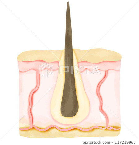 Watercolor Illustration of a Healthy Hair Follicle in Skin Cross-Section 117219963