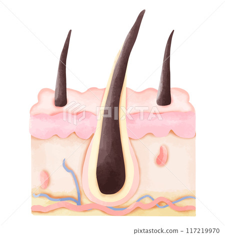 Watercolor Illustration of a Healthy Hair Follicle in Cross-Section 117219970