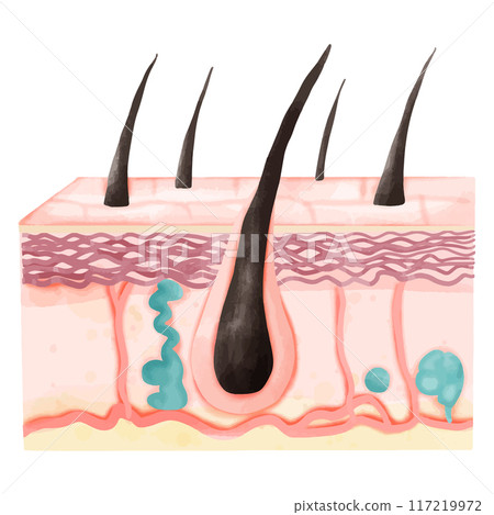 Watercolor Illustration of Hair Follicle with Skin Layers and Sweat Glands Watercolor Illustration of Hair Follicle with Skin Layers and Sweat Glands 117219972