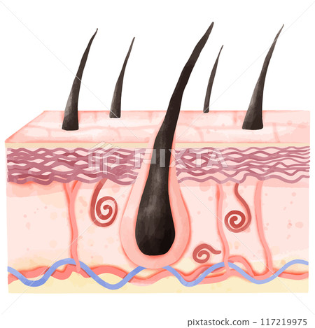 Watercolor Illustration of Hair Follicle and Dermis Layer Structure 117219975