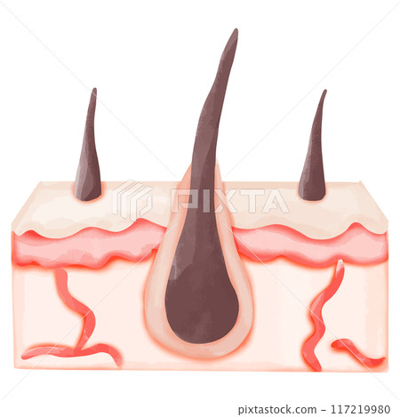 Watercolor Illustration of a Normal Hair Follicle in Skin 117219980